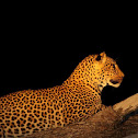 Leopard