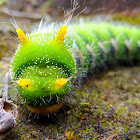Caterpillar