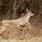 White-tailed Deer