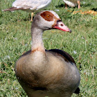 Egyptian Goose,Ganso do Egito
