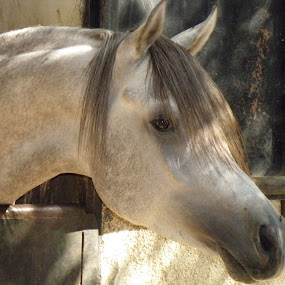 by Yasmin Kader - Animals Horses