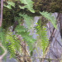 Licorice Fern