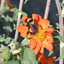 Bumblebee