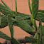 Paddle cactus