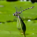 Common Clubtail 