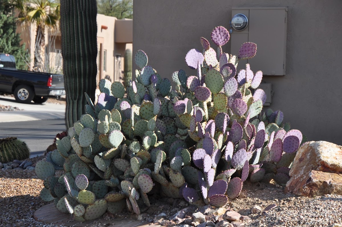 Santa Rita Prickly Pear Cactus