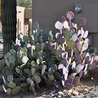 Santa Rita Prickly Pear Cactus