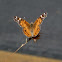 American Painted Lady
