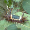 Saddleback Caterpillar