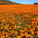 Namaqua Daisy