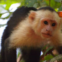 White-headed capuchin