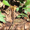 (American) five-lined skink