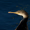 Cormorán moñudo (Shag)