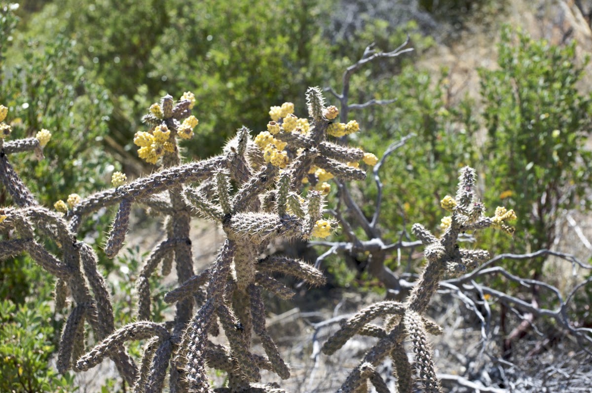Cane Cholla