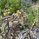 Cane Cholla