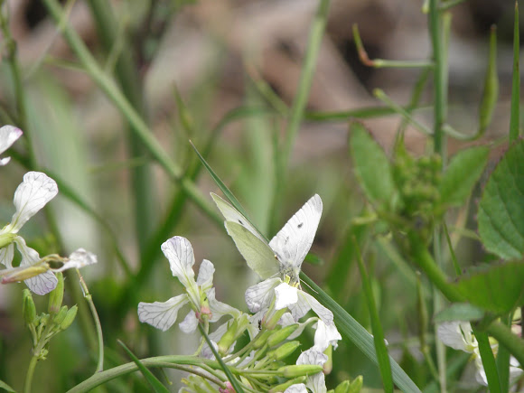Spotting Image 1