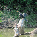 Anhinga
