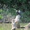 Anhinga