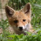 Red Fox