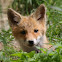 Red Fox