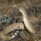 red diamond rattlesnake