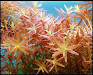 Peces Tetra Neon Paracheirodon Axelrodi