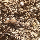 Western fence lizard