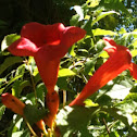 Trumpet vine