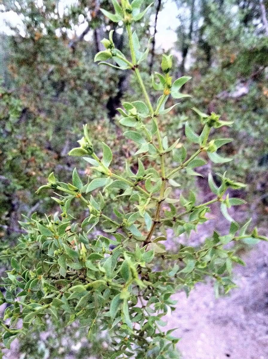 creosote