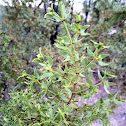creosote