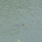 Red-eared Slider Turtles