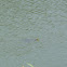 Red-eared Slider Turtles
