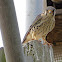 American kestrel