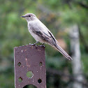Townsend's Solitaire