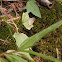 Pale Grass Blue