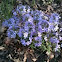 Phlox