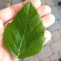 River Birch