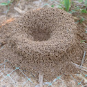 Ant hill