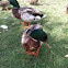 Mallard ducks