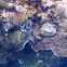 Sea Krait