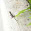 Gecko