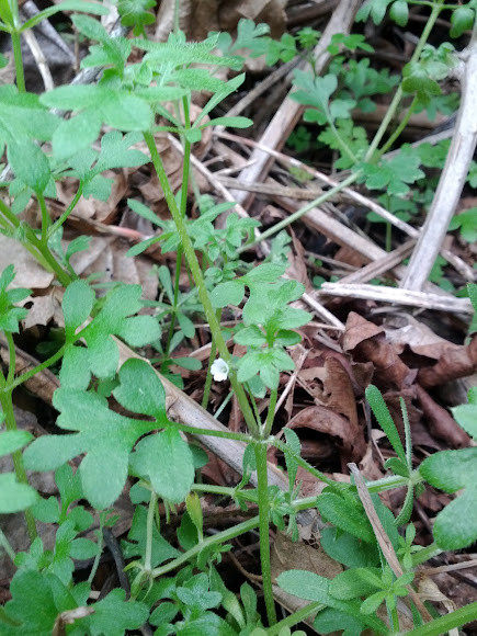 Spotting Image 1