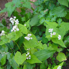 Common Buckwheat