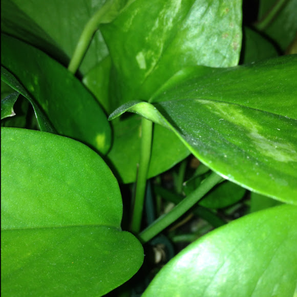 Spotting Image 1