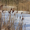 Lesser Bulrush