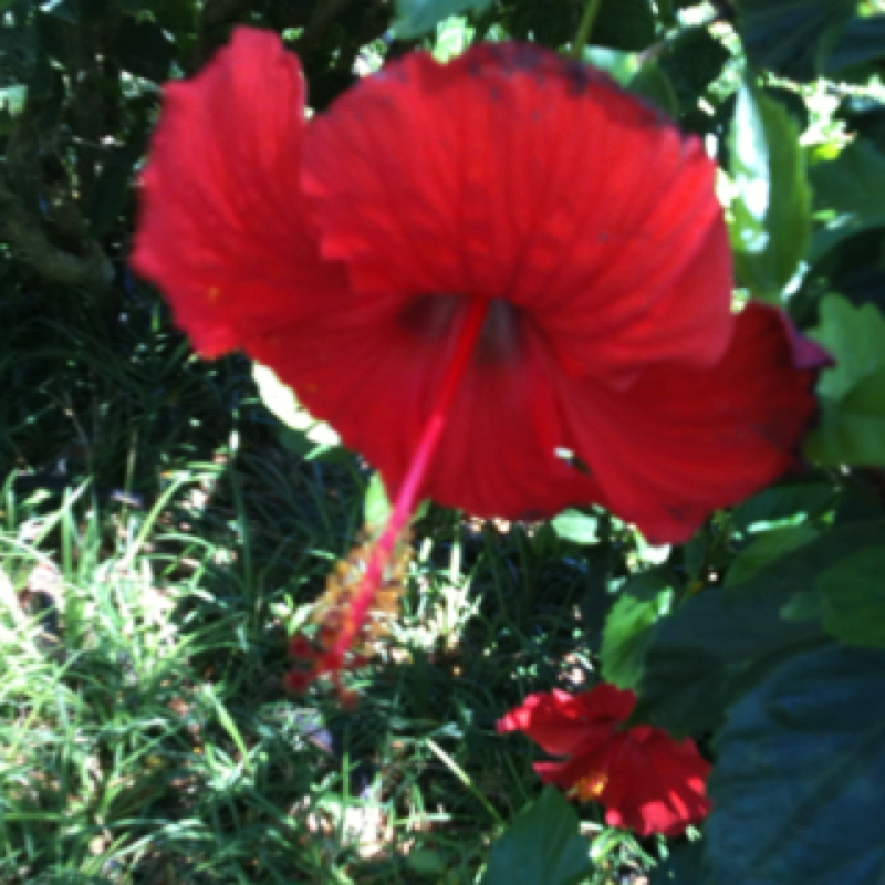 Hibiscus