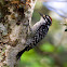 Nuttall's Woodpecker