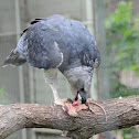 Harpy eagle