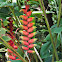 Wild plantain