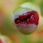 Bottlebrush